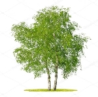 C:\Users\User\Desktop\depositphotos_26963317-stock-photo-birch-tree.jpg